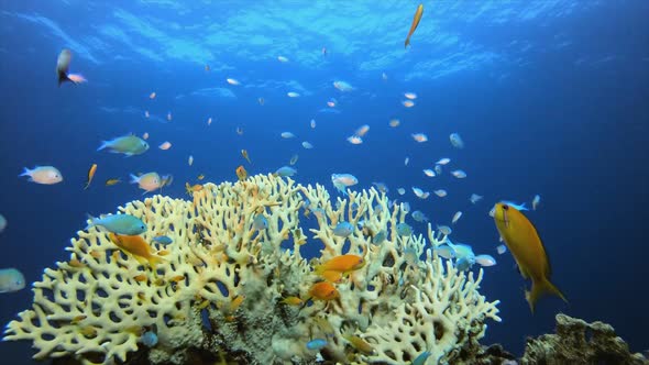 Underwater Marine Tropical Colourful Life