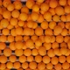 Freshly harvested oranges on a conveyor belt in processing plant - VideoHive Item for Sale