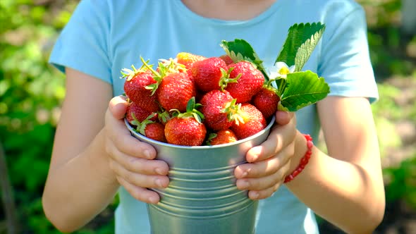 A Child Harvests Strawberries in the Garden