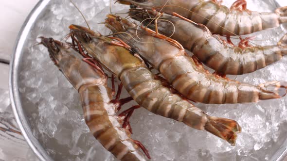 Shrimps on Plate with Ice.