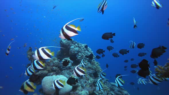 Underwater Colourful Reef Marine