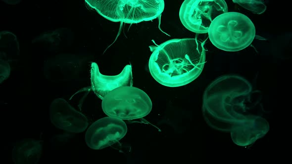 Floating Moon Jellyfish