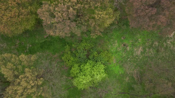 Aerial View of Spring Green Forest Nature Panorama