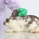 Veterinarian uses Cotton Swab for examining and finding nd flea and cleaning the rabbit ear - VideoHive Item for Sale