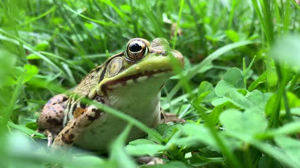 Close Up of a Common Water Frog Sitting Amidst Grass and Leaves