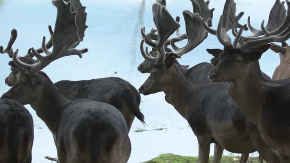 Passing a herd of caribou in slow motion by a lake as one looks at camera