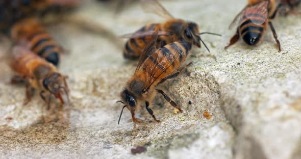 European Honey Bee, apis mellifera, Bees drinking Water on a Stone, Normandy, Real Time 4K