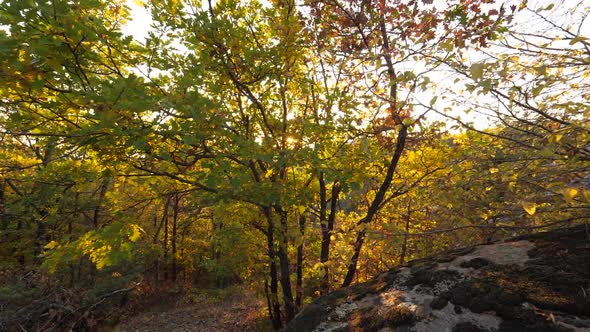 Autumn Nature and Sunset