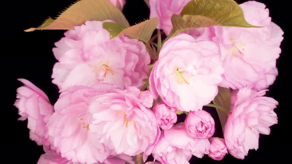 Time Lapse of Beautiful Opening Pink Sakura Flowers Bunch