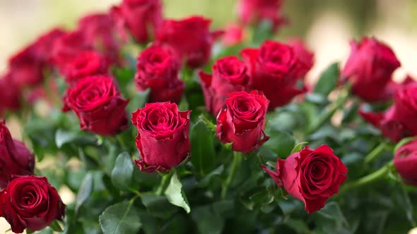 Red Roses 43