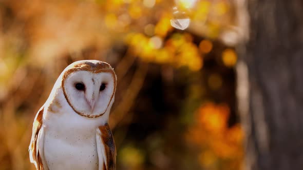 Close-up of a Barn Owl