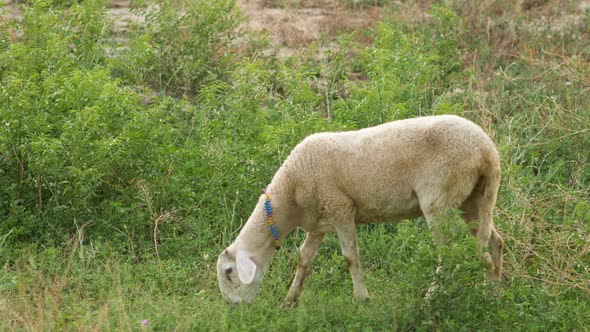 Sheep Grazing on a Green Field in Summer