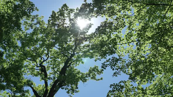 Sun Disk Shines Through Tree Branches with Green Leaves