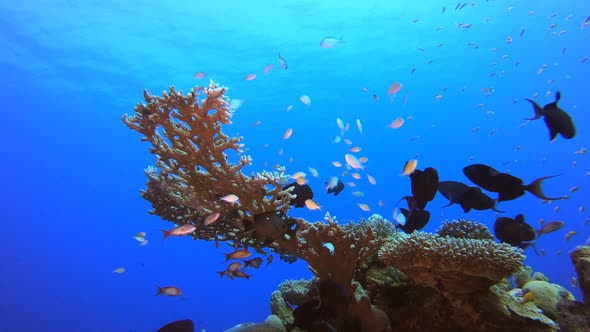 Tropical Colourful Underwater Ambience