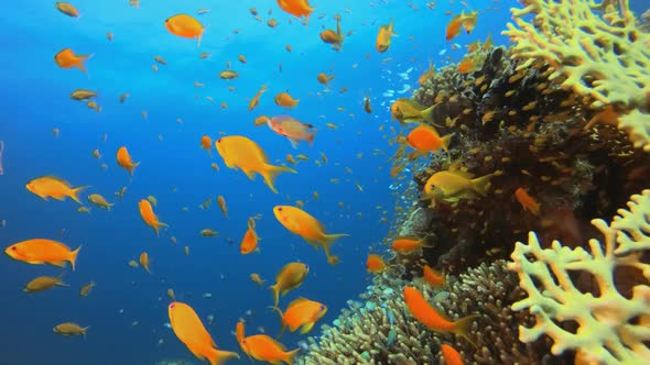 Underwater Fish On Vibrant Coral Garden