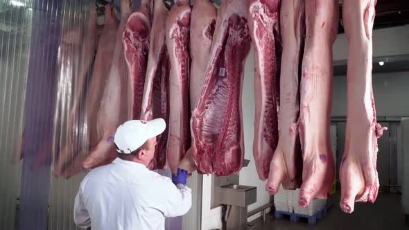 Man Checking and Observing Raw Pig Carcases Hanging in Track