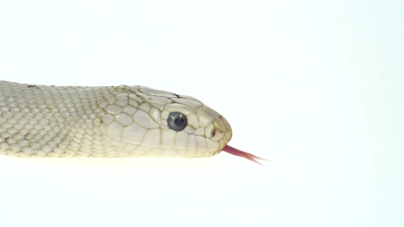 Texas Rat Snake Isolated on a White Background in Studio
