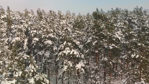 Winter Coniferous Forest