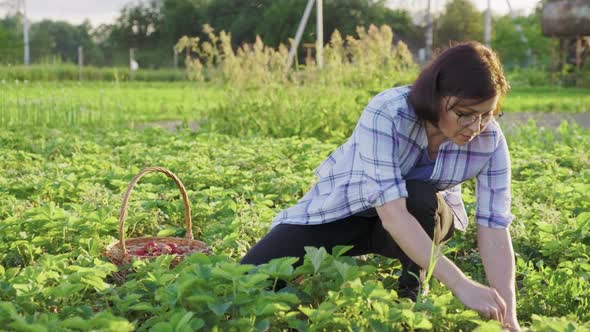 Woman Gardener Picking Ripe Strawberries in Basket