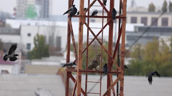 Long Eared Owl Asio Otus on a Metal Structure Surrounded By Aggressive Crows