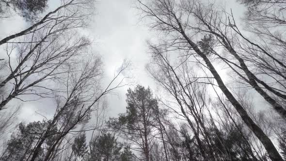 Top of the Trees Waving in the Wind with Cloudy Sky