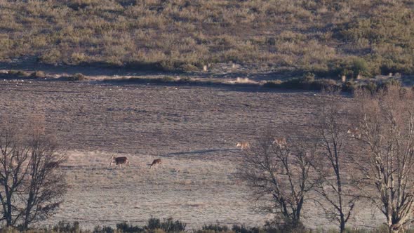 Large Group of Deers Walking in a Row