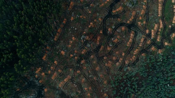 Drone footage of deforested pine forest