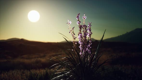 Wild Flowers on Hills at Sunset