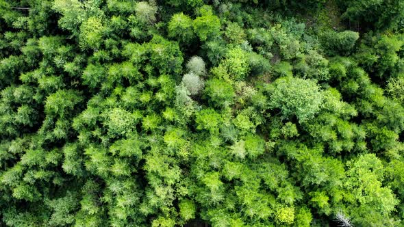 Green forest. Smooth moving above treetops