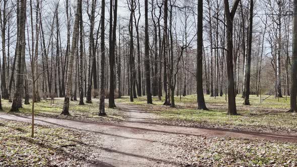 The Panoramic Footage of Spring Park at Sunny Day Shadows of Black Trunks of Trees at Clear Weather