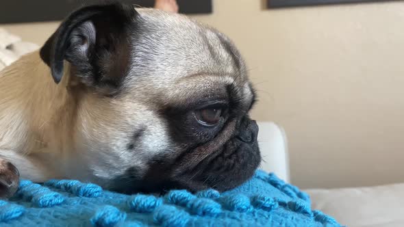 Close up portrait lazy adorable female pug on a pillow