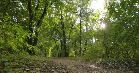 Sunny Forest in October