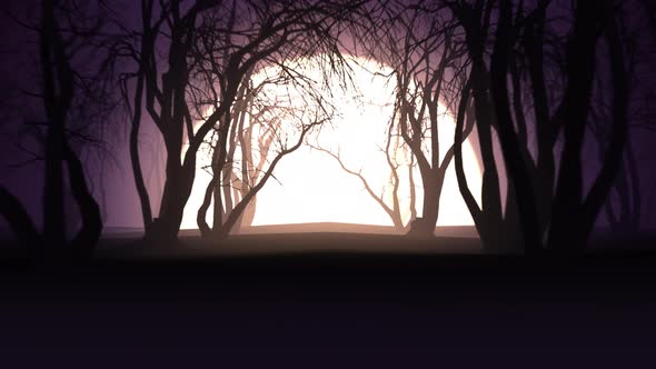 Sunset In Forest Hd alt