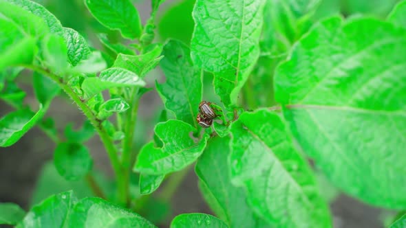 Two Colorado Potato Beetles on Fresh Juicy Young Potato Leaves Close Up