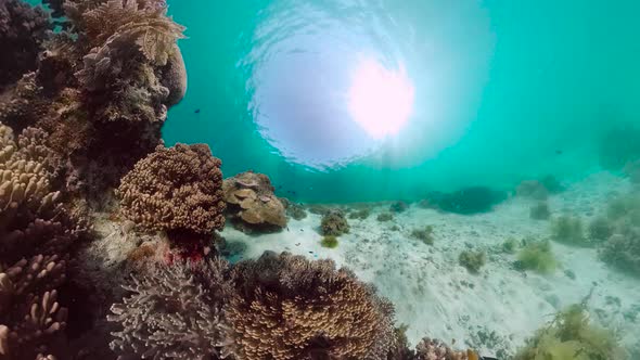 Coral Reef and Tropical Fish Underwater. Bohol, Panglao, Philippines