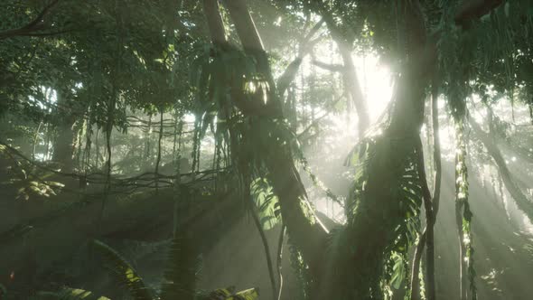 Deep Tropical Jungle Rainforest in Fog