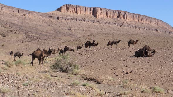 Big herd of dromedary camel families in the sahara 