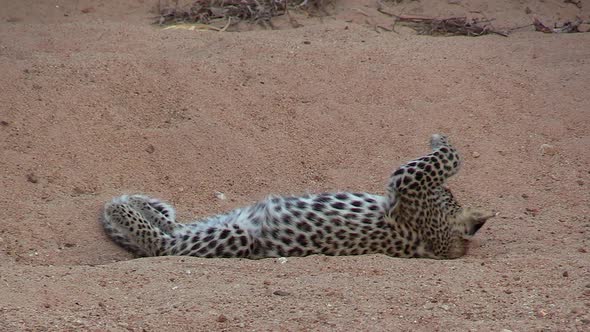 A funny and cute clip of a leopard cub rolling around on its back playfully swatting at flies.