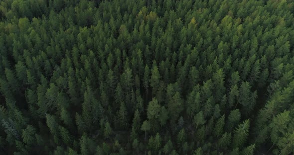 Flying Over Wild Green Forest Aerial View Drone Shot