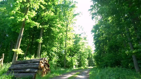 Driving on country road in green forest, Poland, Europe