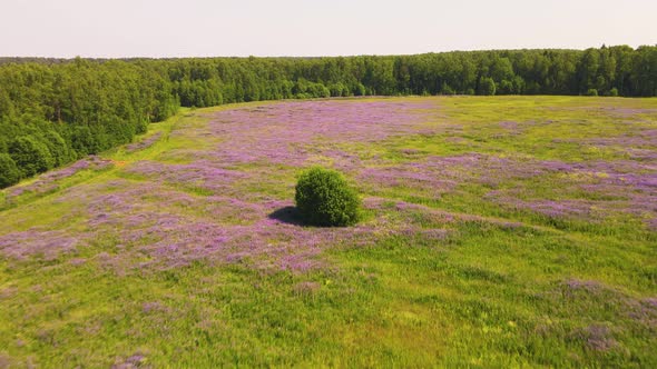 Lilac Lupins Bloom at the Edge of the Field