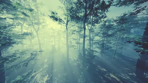 Magical Forest with Light Rays Through Wood By FPV Drone