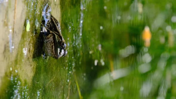 Vertical Footage Portrait of Frog Sits on the Shore By the River Close Up