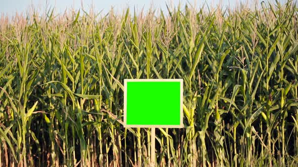 Growing corn in the field. Green Screen.