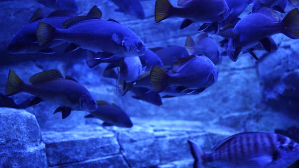 Close Up of Underwater World with Lots of Fish