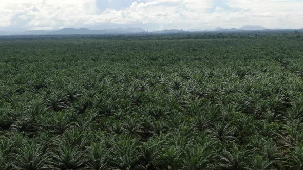 Aerial View of The Palm Oil Estates