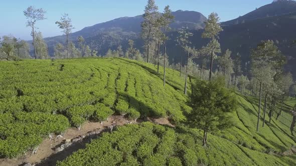 Endless Tropical Highland with Fresh Green Plantations