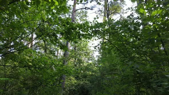 Natural Landscape in the Forest During the Day