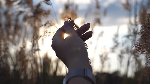 Hand of Woman Touching Plant at Sunset Time