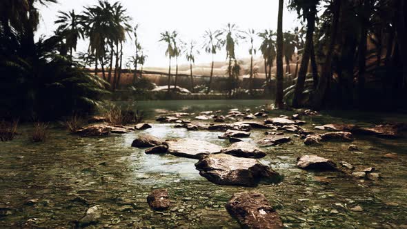 Desert Oasis Pond with Palm Trees and Plants